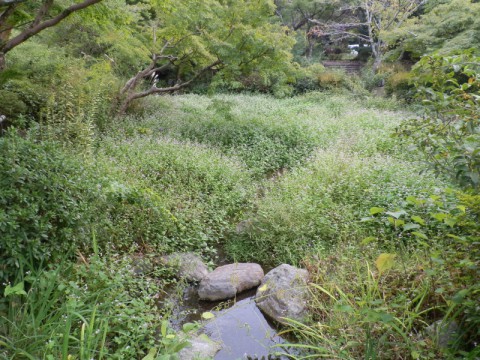 円山公園の庭