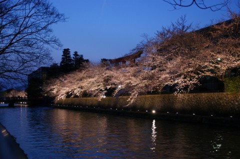 鴨東運河の桜